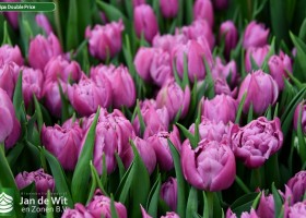 Tulipa Double Price ® (3)